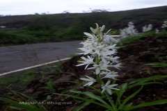 Chlorophytum borivilianum